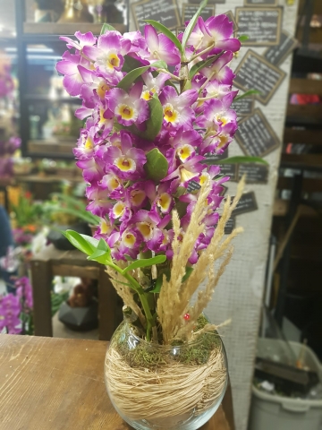 Singapur Orkidesi