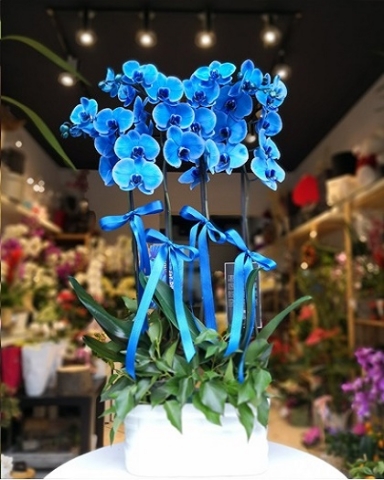 4 Köklü Sade Mavi orkide